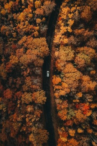 an aerial view of a road surrounded by trees