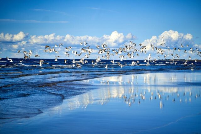 flock of birds flying over the sea during daytime