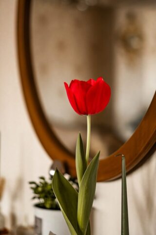 Photo by Cocodillaa.com Red tulip sits in front of a wooden mirror.