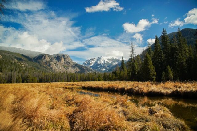 Photo by Cocodillaa.com wheat field near pine trees beside mountains under blue and white sky