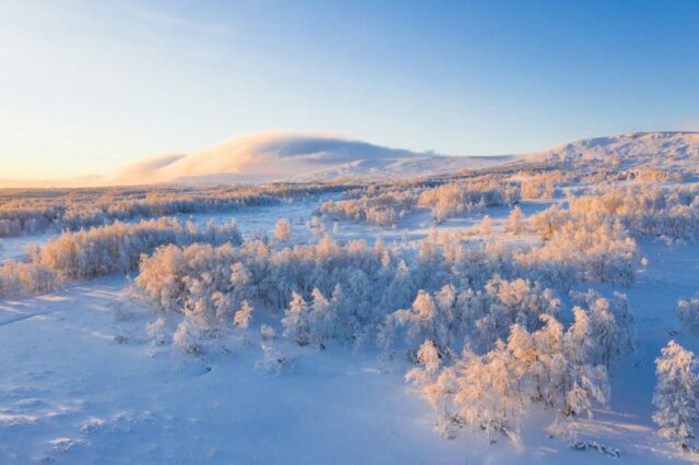 aerial view of snow covered trees