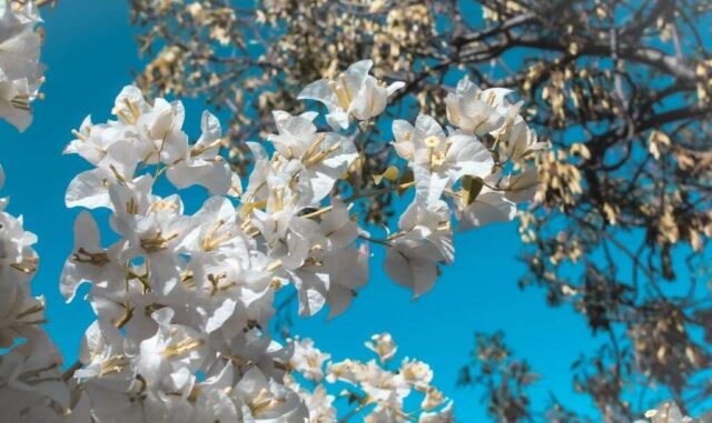 a tree with white flowers