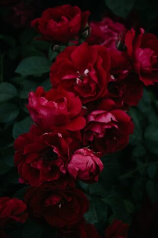 Photo by Cocodillaa.com a bunch of red flowers with green leaves