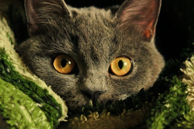 a gray cat with yellow eyes laying on a blanket