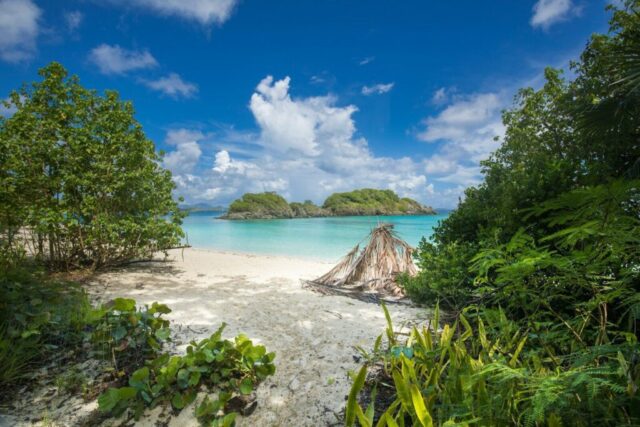 green trees on white sand beach during daytime
