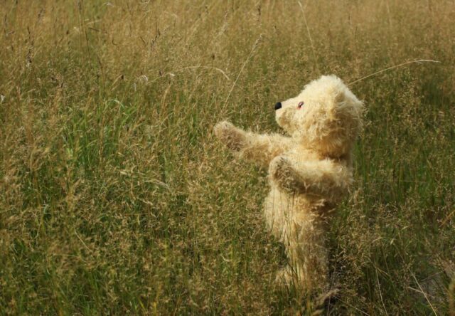 Photo by Cocodillaa.com bear plush toy in field