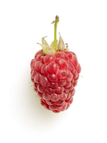 red raspberry on white background