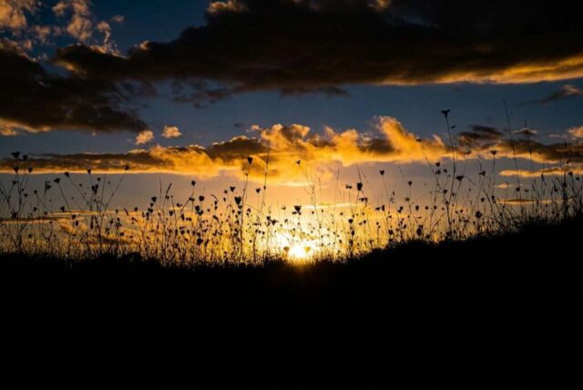 silhouette of grass during sunset