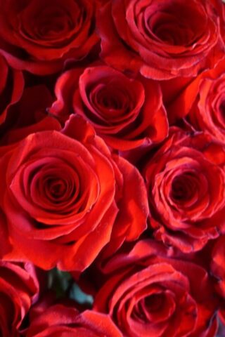 Photo by Cocodillaa.com a bunch of red roses that are in a vase