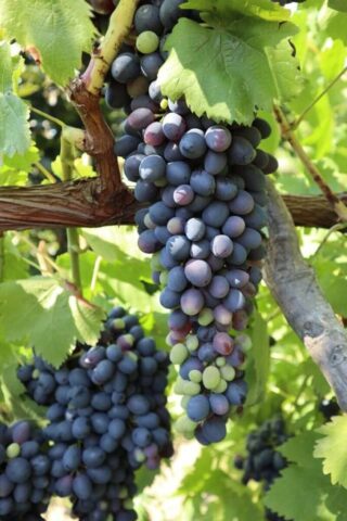blue berries on brown tree branch
