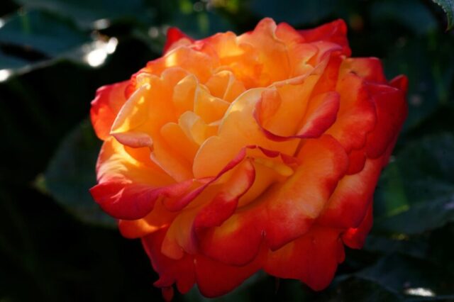 Photo by Cocodillaa.com a close up of a flower