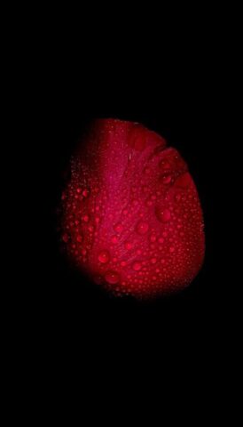 Photo by Cocodillaa.com red heart shaped leaf with water droplets