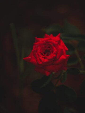 Photo by Cocodillaa.com a red rose with water droplets on it