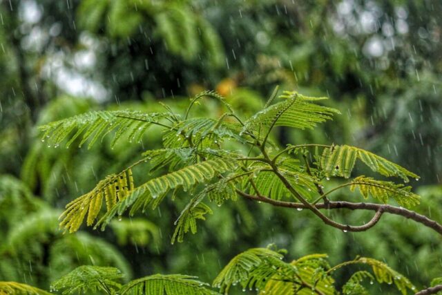 Photo by Cocodillaa.com macro shot photography of tree during daytime while raining