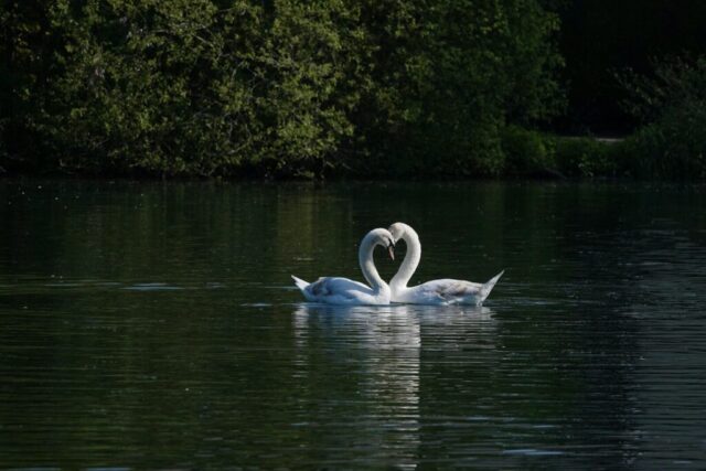 Photo by Cocodillaa.com swans swimming in water