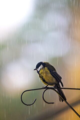 Photo by Cocodillaa.com yellow and black bird on black metal bar