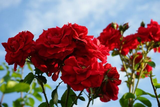 Photo by Cocodillaa.com A bunch of red flowers on a sunny day