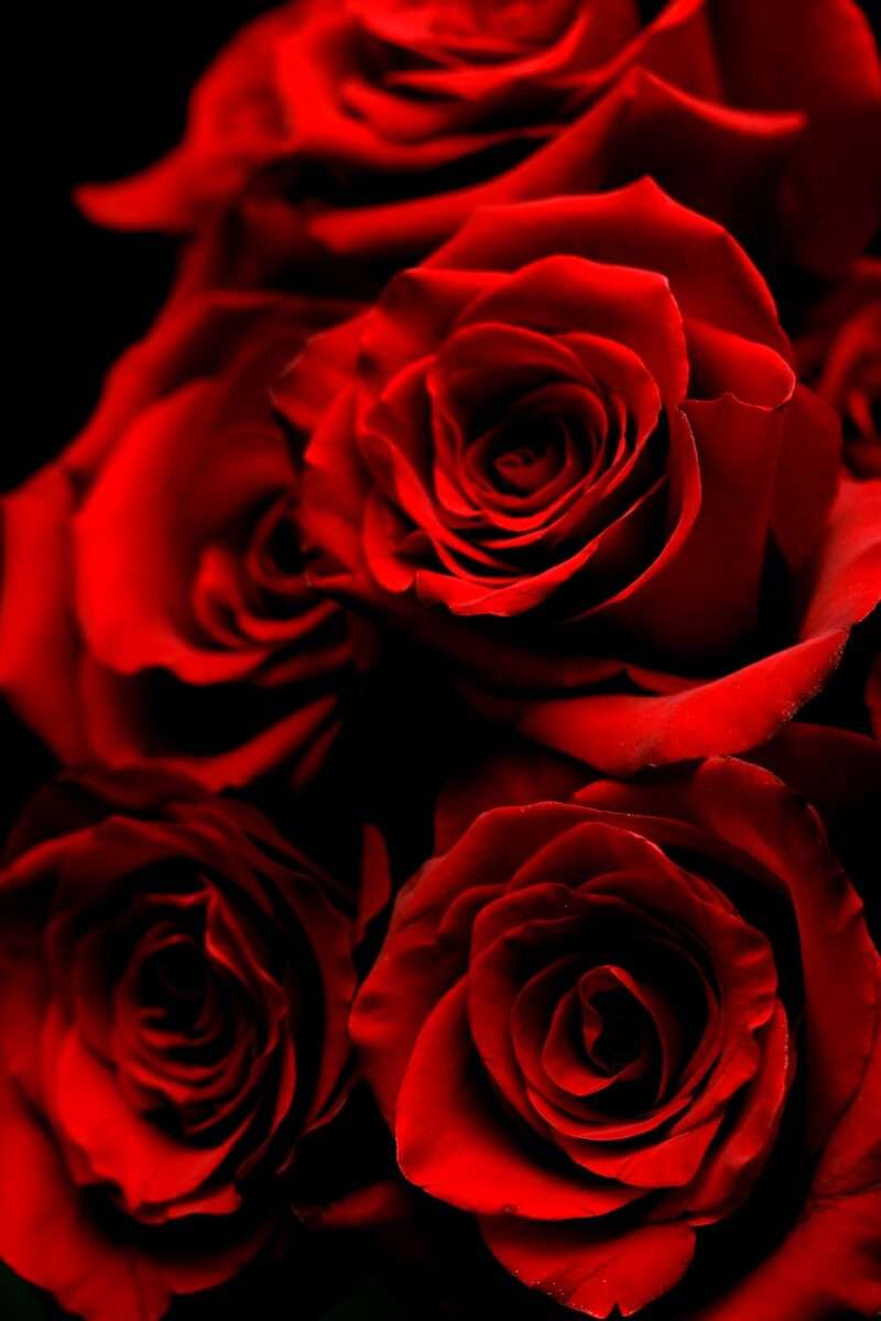 Red Roses Wallpapers | Red Rose 4K Wallpaper Images