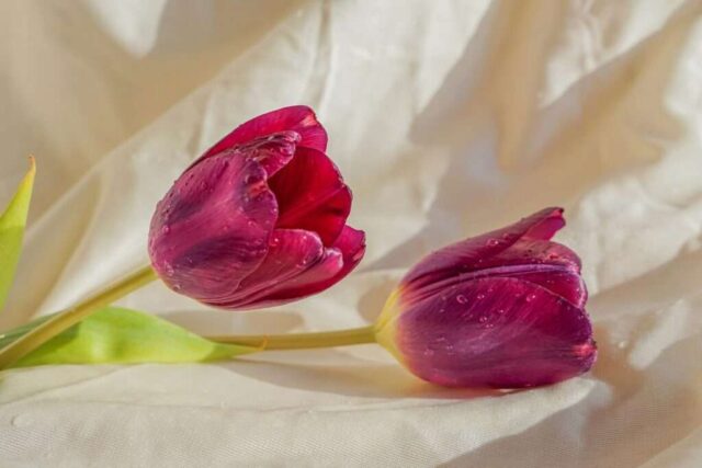 red and white flower on white textile