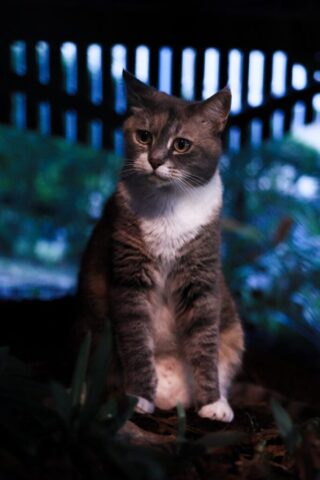 A cat sitting on the ground in front of a bench