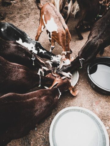 Photo by Cocodillaa.com brown and black goats eating