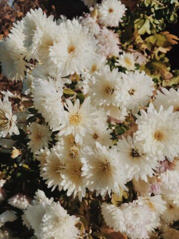 Photo by Amy Humphries bouquet of white daisy flowers