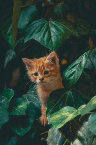 A curious kitten hides among the green leaves.