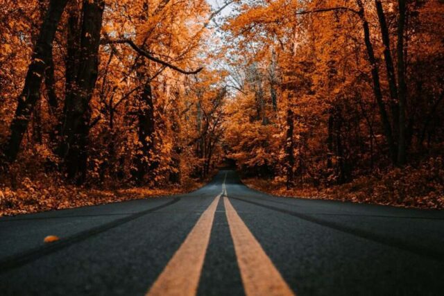 a road with trees on either side