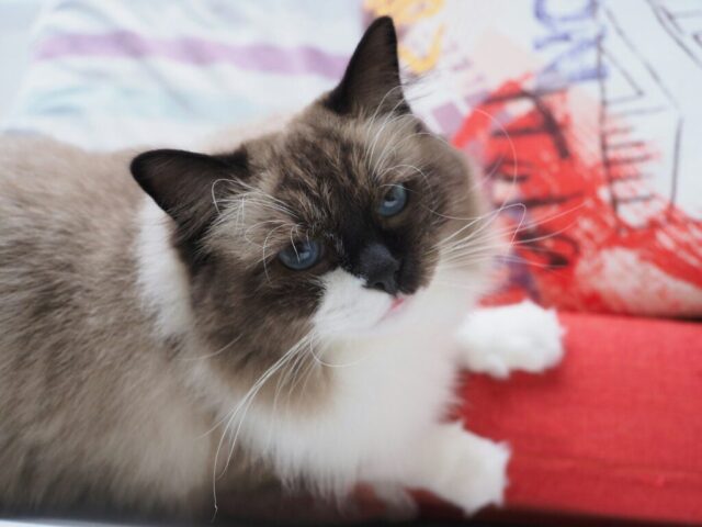 A fluffy cat with blue eyes looks at the camera.
