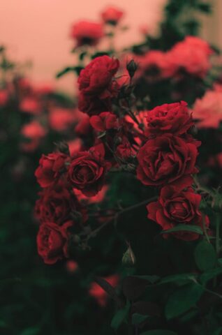 Photo by Cocodillaa.com shallow focus photography of red roses
