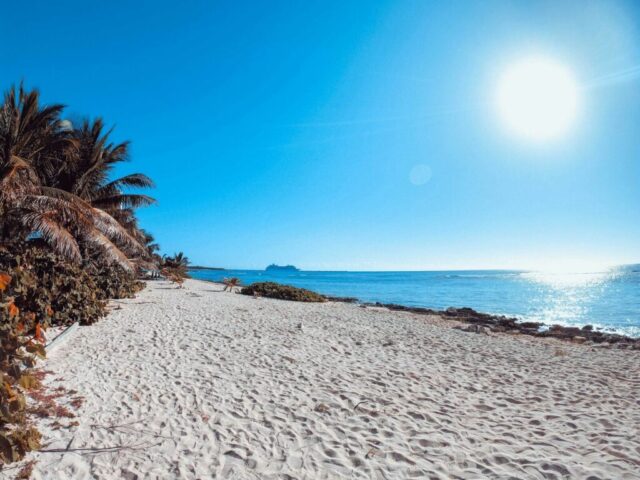 green palm tree on white sand beach during daytime