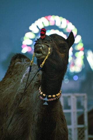 Photo by Cocodillaa.com a close up of a camel with a ferris wheel in the background