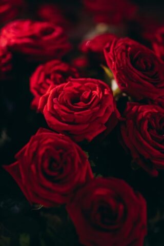 Photo by Cocodillaa.com a bunch of red roses sitting on top of a table