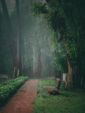 Photo by Cocodillaa.com a bench sitting in the middle of a lush green park