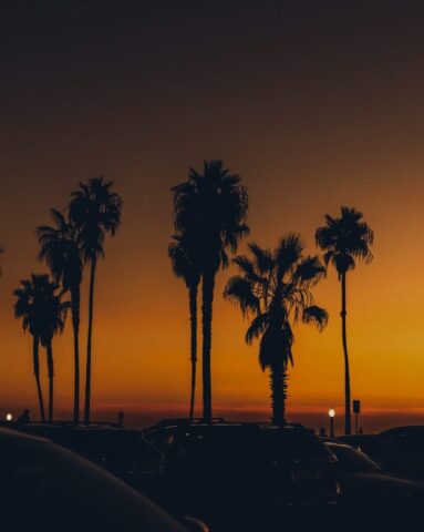 a group of palm trees at sunset