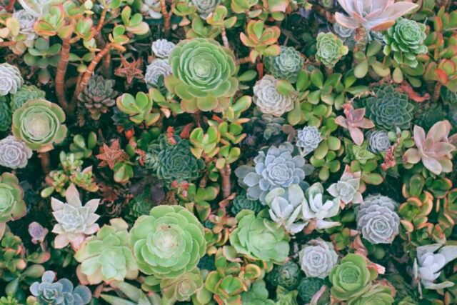 Photo by Cocodillaa.com top-angle photography of succulent plants