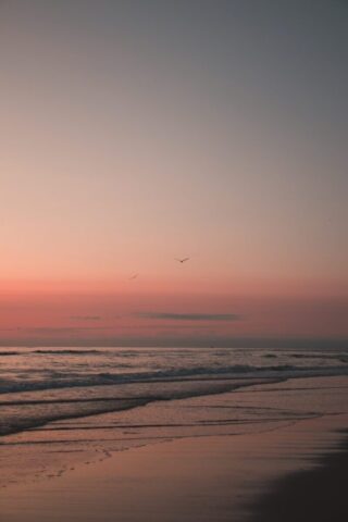 Photo by Cocodillaa.com bird flying over the sea during sunset