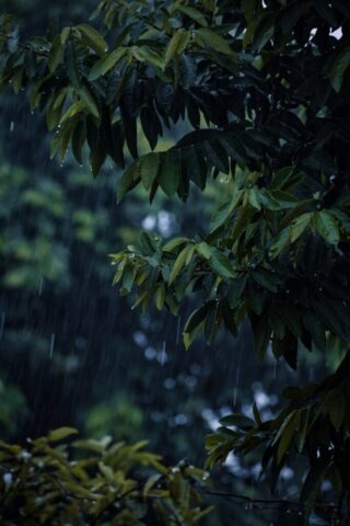 Photo by Cocodillaa.com a tree with green leaves