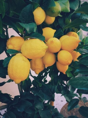 Photo by Cocodillaa.com bunch of yellow lemon