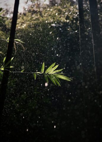 Photo by Cocodillaa.com A picture of a bamboo tree in the rain