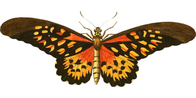 animal, butterfly, nature, flying, insect, vintage, wings