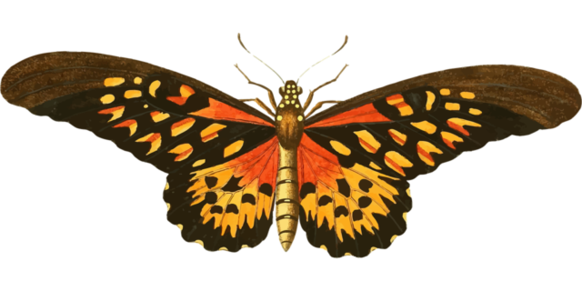 animal, butterfly, nature, flying, insect, vintage, wings