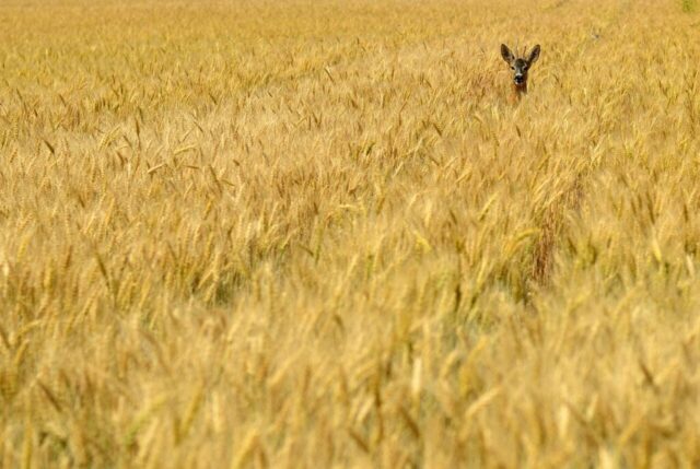 deer, minimal, summer, nature, cereal