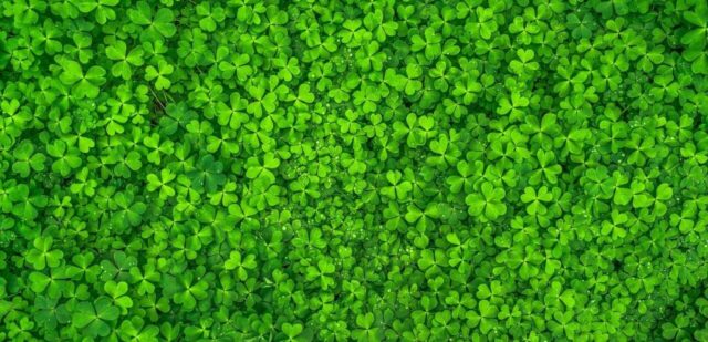 leaf, clover, green, shamrock, spring, abstract, plants, morning, good luck, nature, texture, pattern