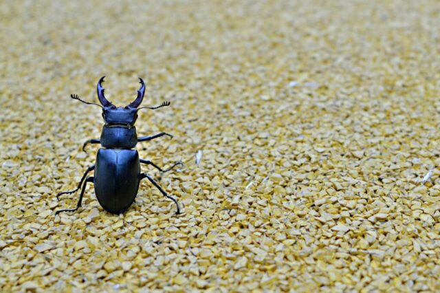 beetle, stag beetle, minimal, flying insects, insect, beetle, stag beetle, stag beetle, stag beetle, stag beetle, stag beetle