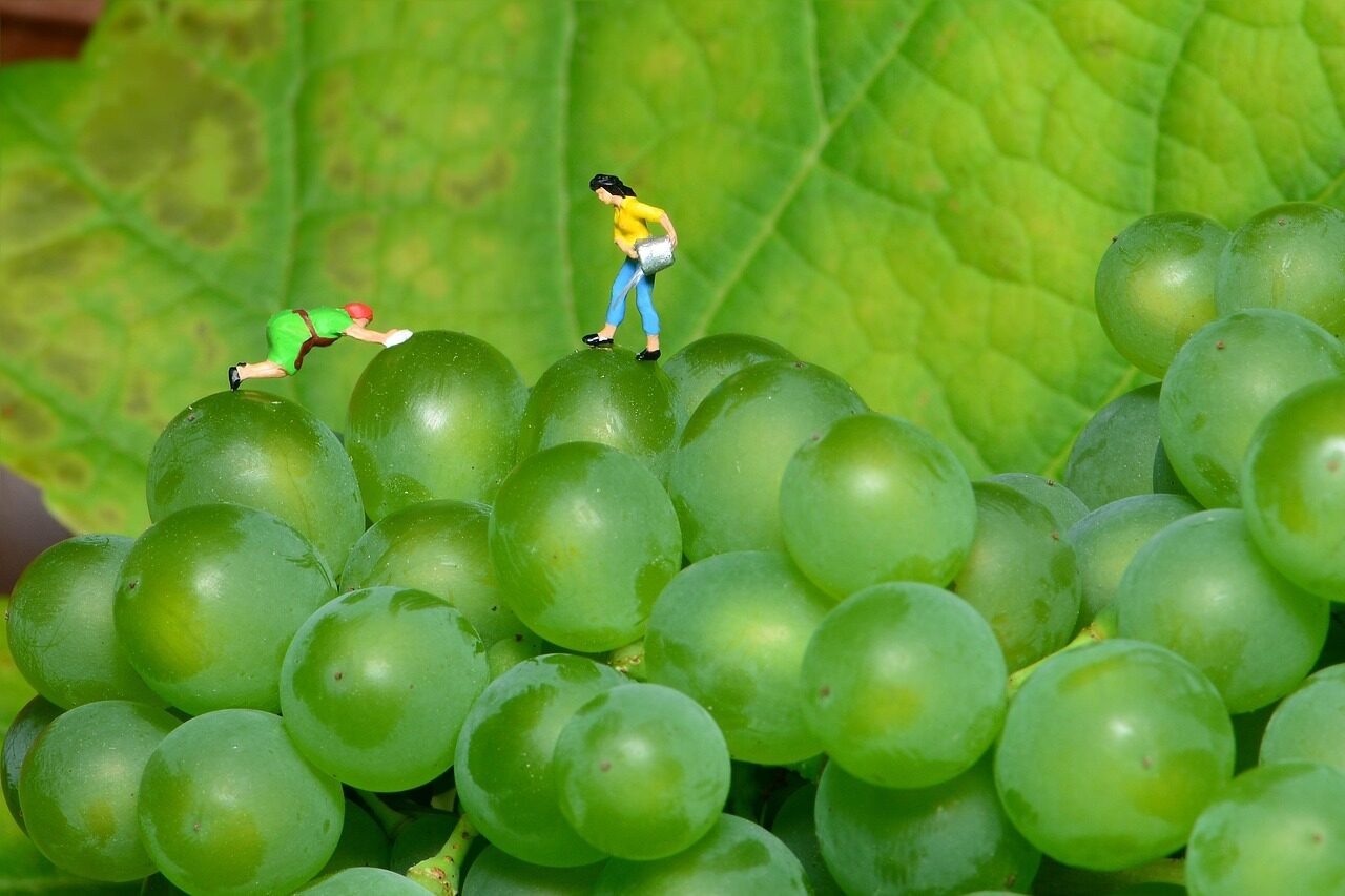 grapes, little world, green grapes, minimal people, grapes, grapes, grapes, green grapes, minimal people, minimal people, minimal people, minimal people, minimal people