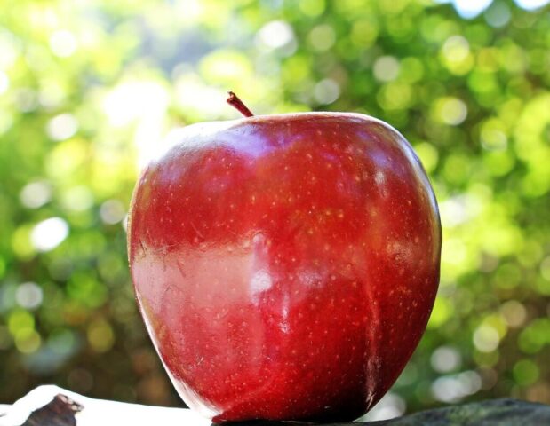 apple, red, fruit, red chief, red apple, fresh apple, ripe, ripe apple, fresh, fresh fruit, harvest, produce, organic, healthy, food, close up, apple, apple, apple, apple, apple