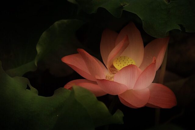 lotus, classical, gentle, lotus, lotus, lotus, lotus, lotus, gentle