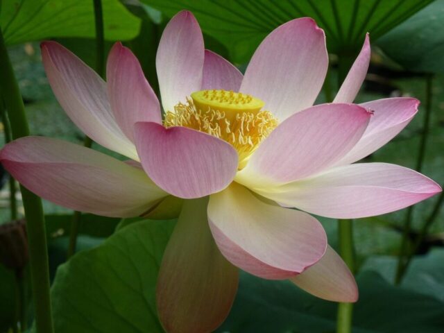 lotus flower, lotus, close up, bloom lotus flower, nature, pink, water flower, plant, blossom, bloom