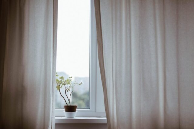 curtains, decoration, indoors, nature, plant, potted plant, window, minimalist, minimalistic, interior decoration, indoor plant